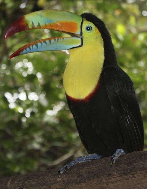 The KeelBilled Toucan, the National Bird of Belize